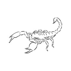 Hand drawn sketch of scorpion. Retro realistic animal isolated. Vintage tattoo. Doodle line graphic design. Scorpion, vector sketch illustration