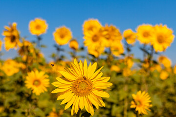 field of sunflowers in the summer