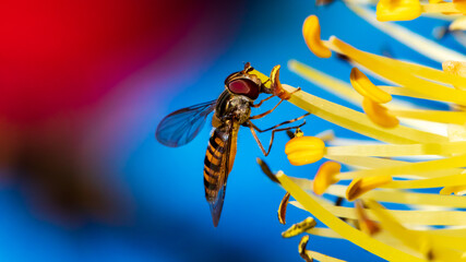 Tiny hoverfly sucks nectar from a rare rocket flower in early cool spring morning