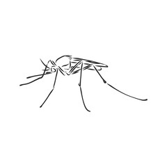 Hand sketch mosquito. Vector illustration, mosquito, vector sketch illustration