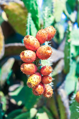 Indian fig opuntia cactus. Prickly pears by the Mediterranean Sea.