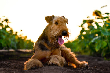 Airedale Terrier dog on the field with sunflowers 