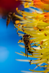 Tiny hoverfly sucks nectar from a rare rocket flower in early cool spring morning