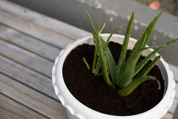 aloe vera plant in a pot