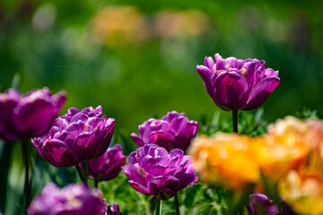 陽だまりカラフルチューリップ