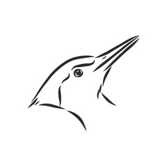 Isolated vector illustration. Hand drawn linear ink sketch of a Woodpecker bird. woodpecker bird, vector sketch illustration