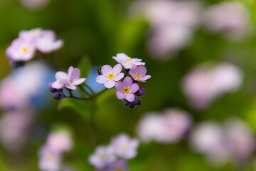 勿忘草の小花たち