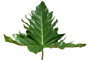 Philodendron green leaf on isolated white background.Leaves object clipping path © NOPPHACHAI
