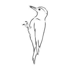 Isolated vector illustration. Hand drawn linear ink sketch of a Woodpecker bird. woodpecker bird, vector sketch illustration