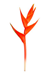 Red Heliconia flower on isolated white background.Floral object clipping path.Botany plants for summer design