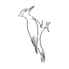 Isolated vector illustration. Hand drawn linear ink sketch of a Woodpecker bird. woodpecker bird, vector sketch illustration