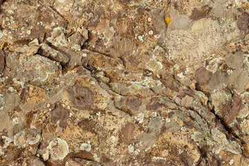 The texture of multi-colored moss on the stones.