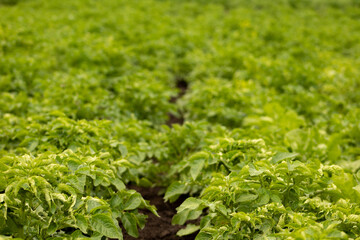 Only planted green field with potatoes with soft focus
