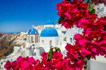 Flowering bougainvillea on the Santorini