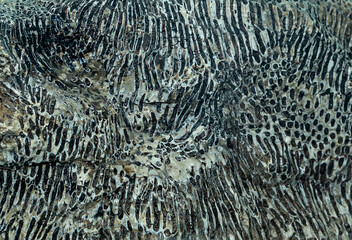 Stone texture with elements of the remains of ancient corals. Stones of the relict mountain Shihan Shah Tau.