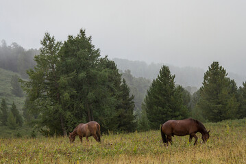 A horse grazing in a meadow in the valley of the Altai mountains. Low clouds, haze after rain.