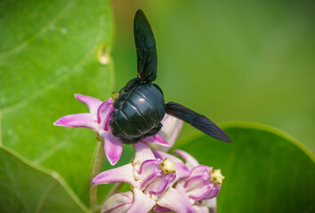 Xylocopa valga or carpenter bee on Apple of Sodom flowers.