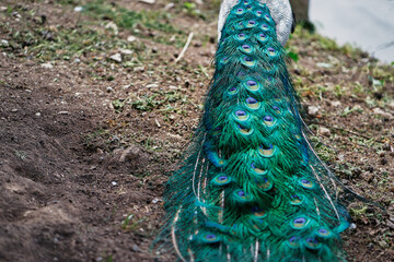 Obraz premium Beautiful male peacock tale.