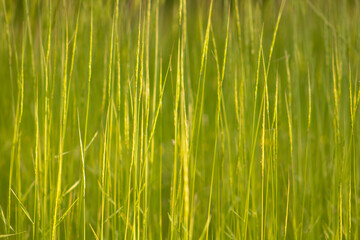 Obraz na płótnie Canvas Green grass background close-up with blurry background