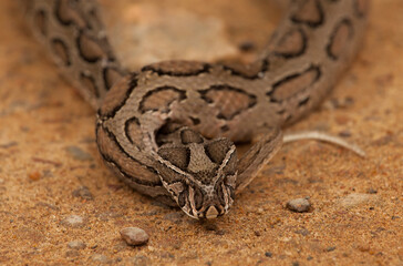close up of a python