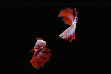 Two dancing betta fish (Mascot Halfmoon in white red color combination) isolated on black background