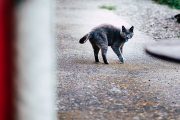 Adorable chat gris sur une terrasse en béton