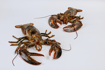 Still live lobsters isolated on white background.