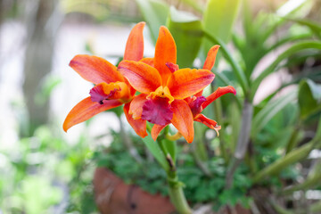 Orange Cattleya Orchids flower bloom on tree with sunlight in the garden on blur nature background. 