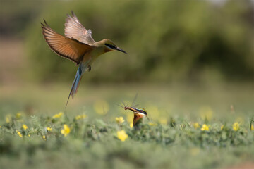 Blue-tailed bee-tailed bird, bird perched on the grass in a natural background