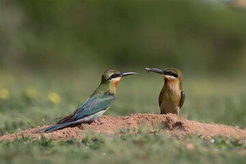 Blue-tailed bee-tailed bird, bird perched on the grass in a natural background