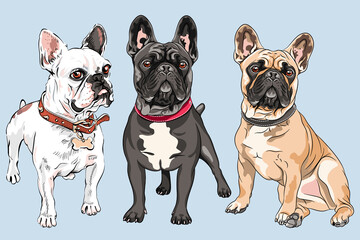 Vector set of white, fawn and black dogs French Bulldog breed, the most common colouring - obrazy, fototapety, plakaty