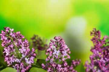 Fototapeta premium Branch of fresh lilac on a green background