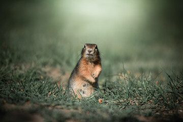 The gopher is standing in the green grass. Eating carrots