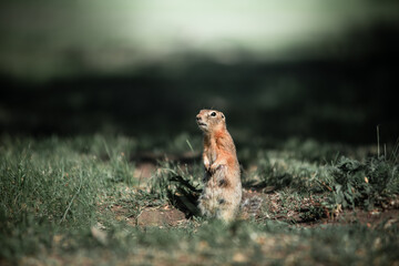 The gopher is standing in the green grass. Eating carrots