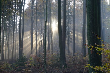 Sonnenaufgang im Odenwald