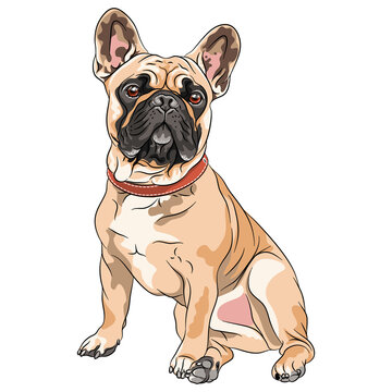 Vector fawn dog French Bulldog breed sitting, the most common colouring