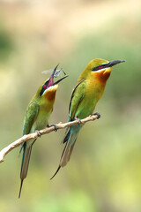 Blue-tailed bee-eater and their food habit