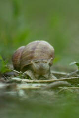Close-up snail crawling along a path with a blurred background
