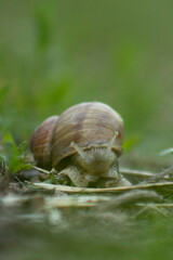 Close-up snail crawling along a path with a blurred background