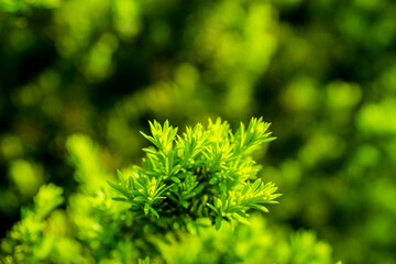 Taxus baccata (Yaw tree) bush in the garden. Selective focus.
