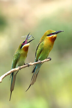Blue-tailed bee-eater and their food habit