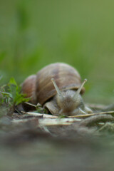 Close-up snail crawling along a path with a blurred background