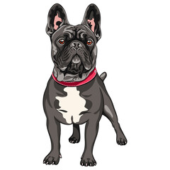 Fototapeta na wymiar Vector black dog French Bulldog breed standing, the most common colouring