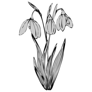 vector illustration, doodle style drawings, linear image in black, bouquet of snowdrops, isolate on a white background