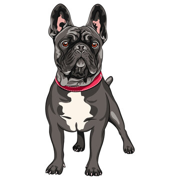 Vector black dog French Bulldog breed standing, the most common colouring