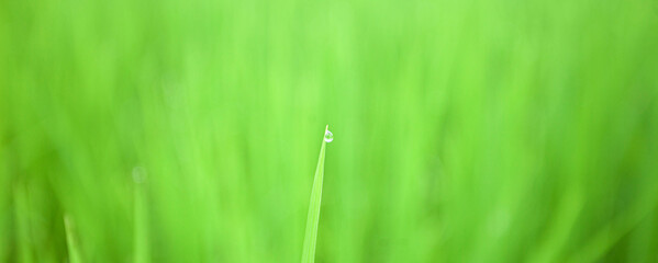 closeup nature view of blurred green leaf on background and sunlight, fresh wallpaper banner concept