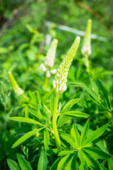 Lupine flowers different colors on the field. Selective focus.