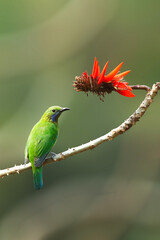 The flower and the Leafbird