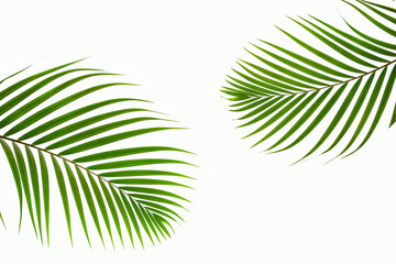 Obraz premium tropical coconut palm leaf isolated on white background, summer background