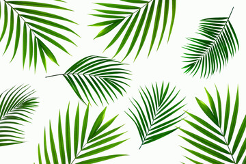 Obraz premium tropical coconut palm leaf isolated on white background, summer background